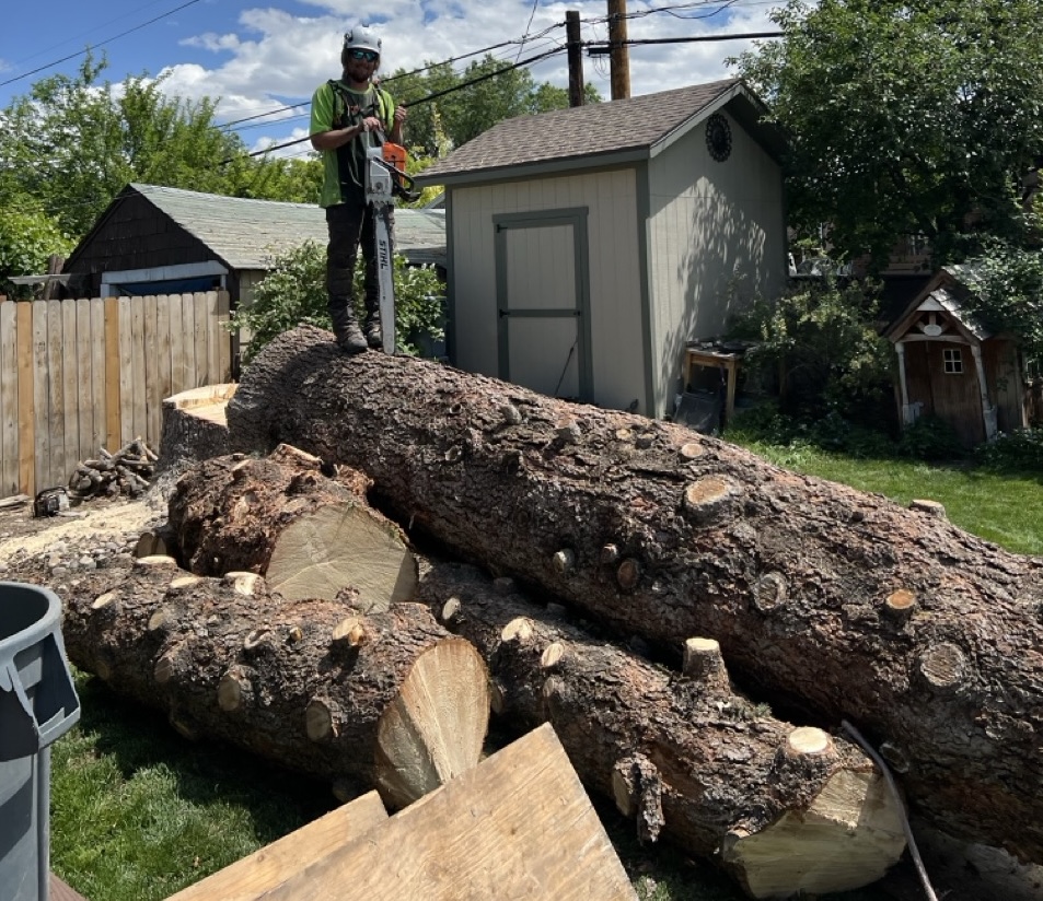 Tree removal on a residential property in Alpine, Utah
