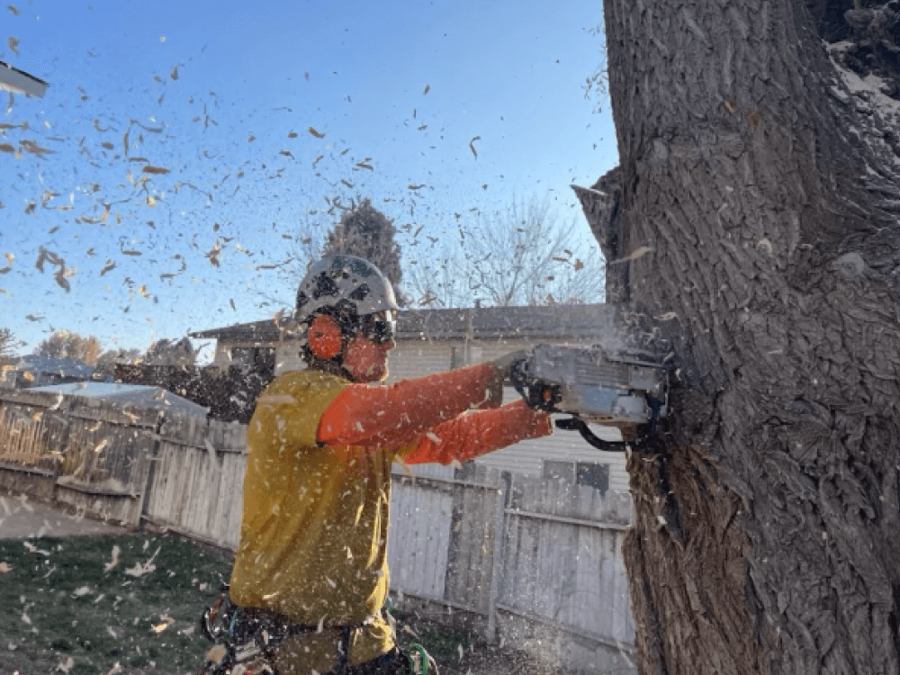 Alpine Arborists crew on a job site
