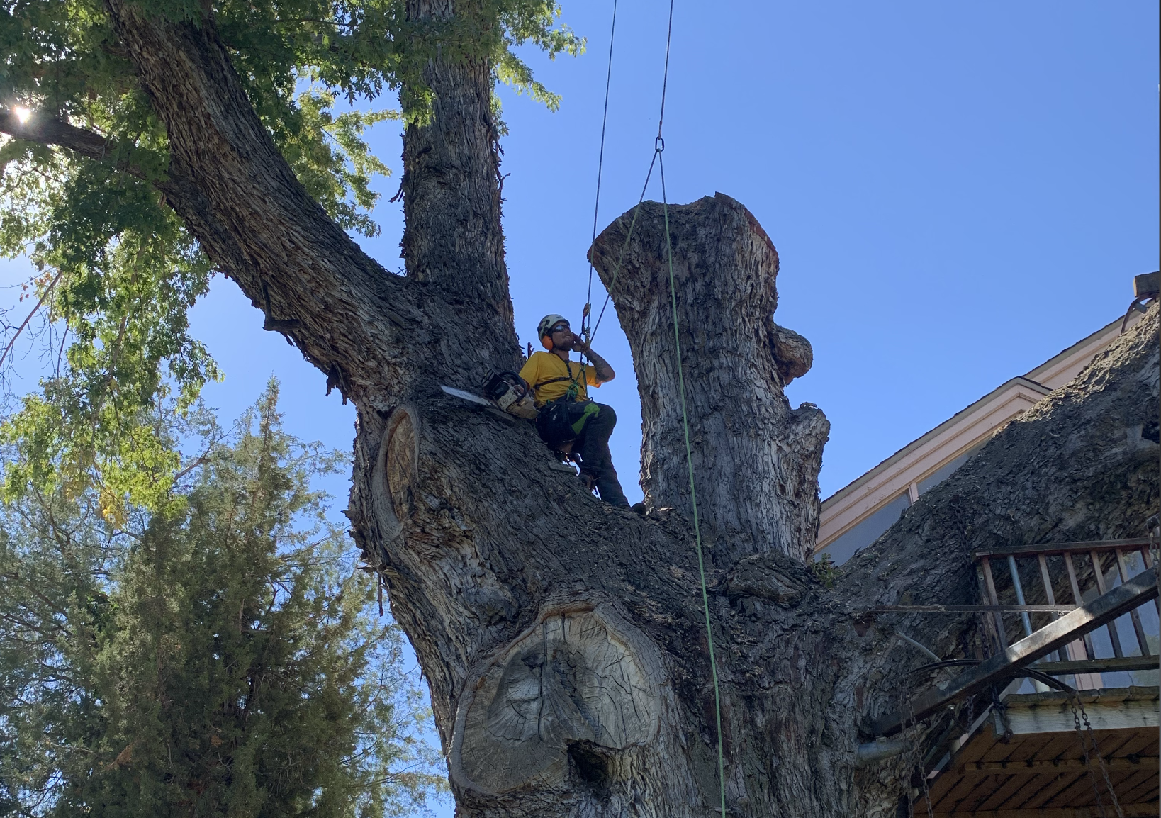 Storm-damaged tree removal on a Wasatch Front property