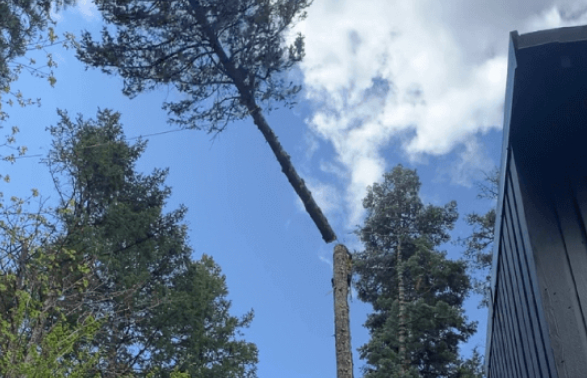 Emergency tree removal