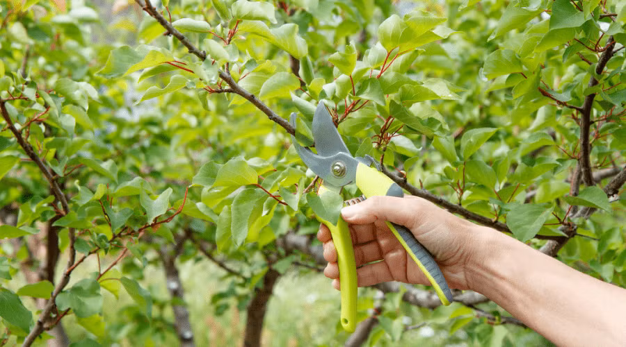 Fruit tree pruning on a Wasatch Front property