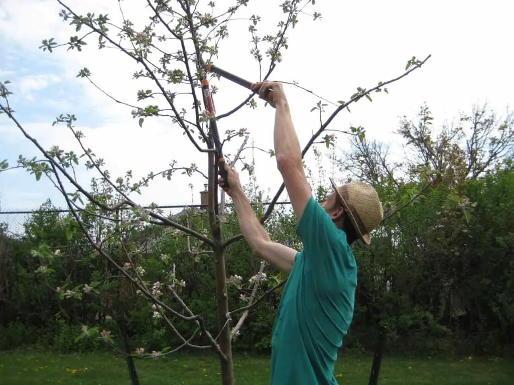 Professional fruit tree pruning in Utah
