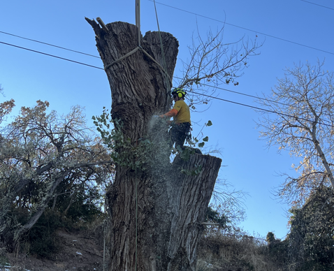 Professional tree care in a Utah neighborhood