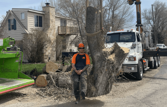 Professional tree removal
