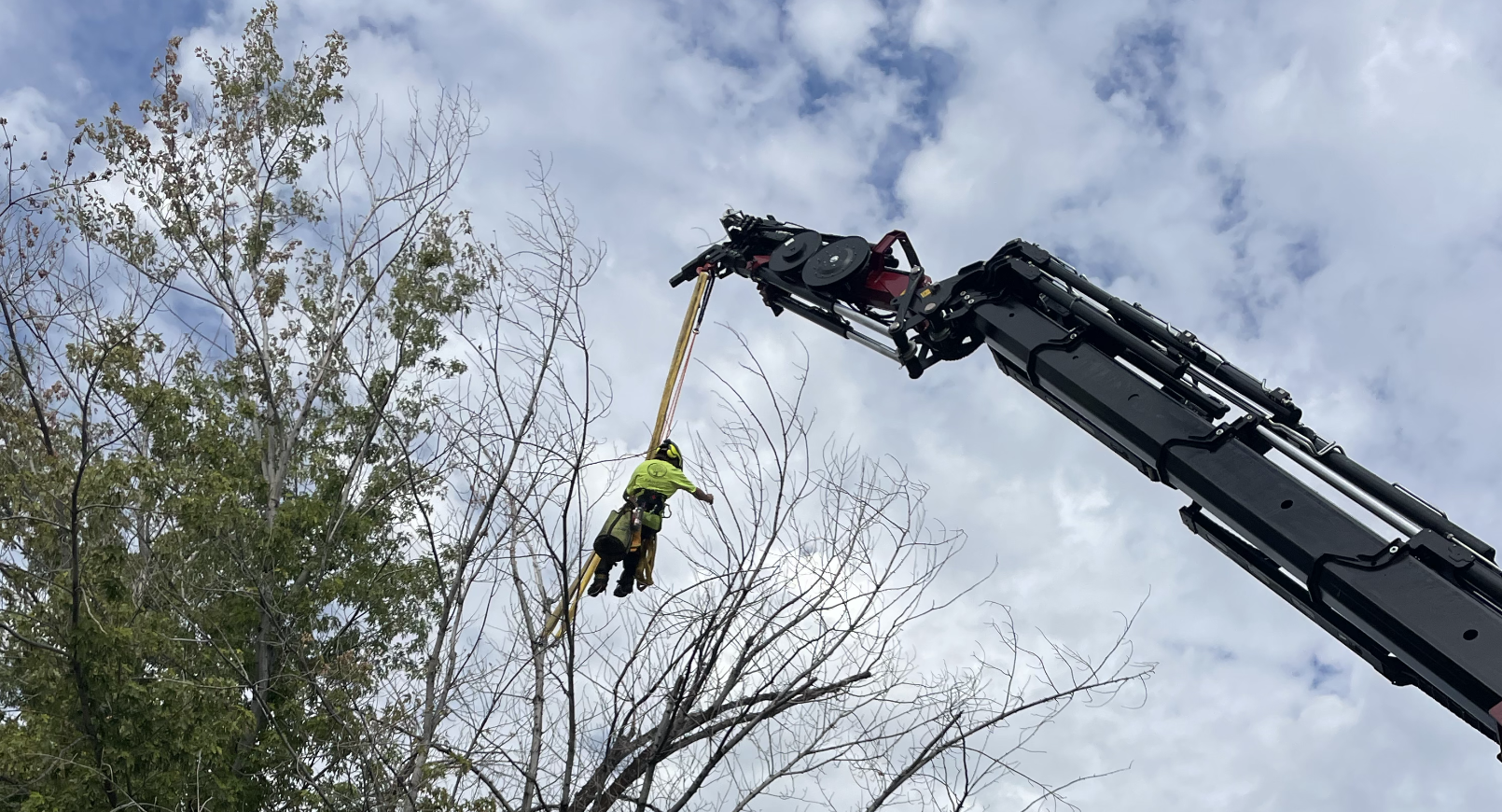 Precision tree pruning on a Wasatch Front property