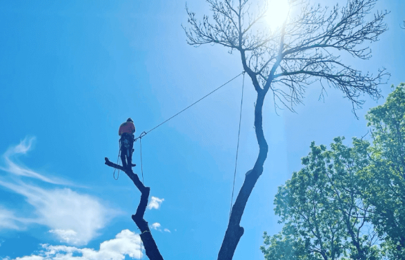 Precision tree trimming