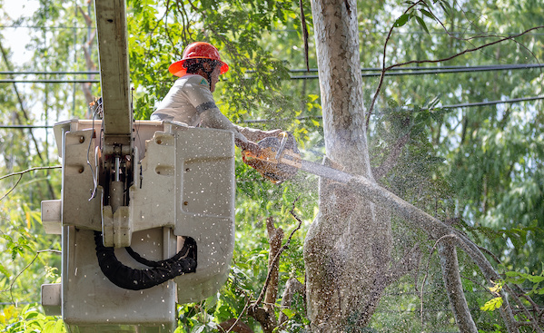 Safe power line tree clearance on a Wasatch Front property